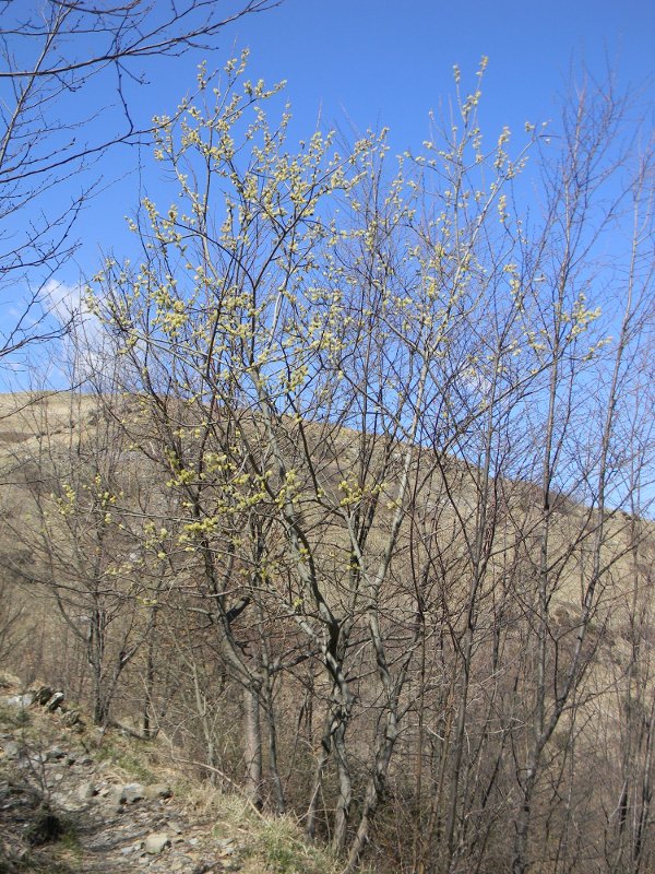 Salix caprea / Salice delle capre